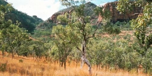 Tropical savanna on footsteps of King Leopold Ranges