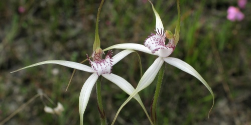 Close up of two white orchids