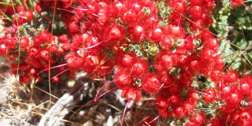Close up of a plant with small, bushy red flowers