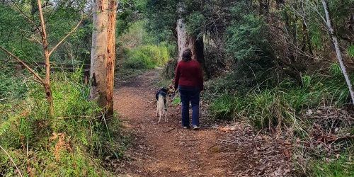 Dog being walked in the Walpole Wilderness. Photo by Janine Liddelow/DBCA