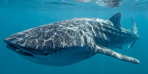 Whale shark