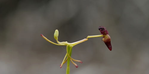 Close up image of a flower with a thin stem and two dark red petals on the far right