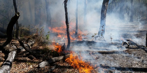 An experimental burn moving slowly through the understory of an open forest