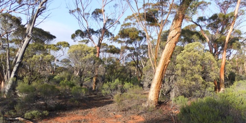 Wide view of an open woodland with ochre soil and pale-trunked eucalypt trees