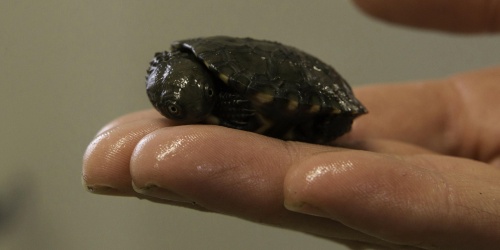 A small turtle hatchling curled up on a hand