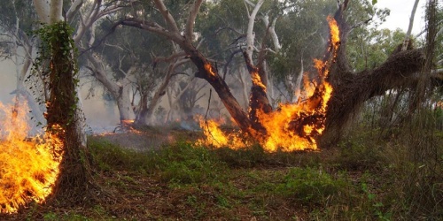 Burning to control the weed, stinking passionflower (Passiflora foetida)