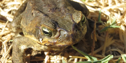 Cane toad