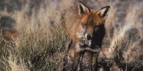 European fox. Photo by Babs and Bert Wells
