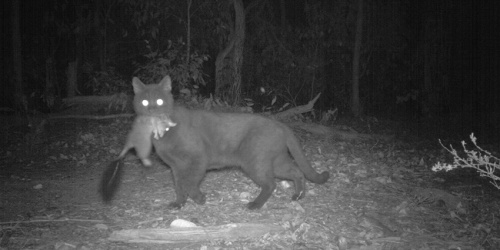 Feral cat captured by a remote sensing camera