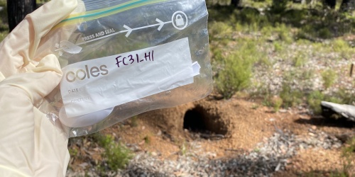 A gloved hand holding a ziplock bag containing a spoon used in eDNA sampling with a burrow in the background