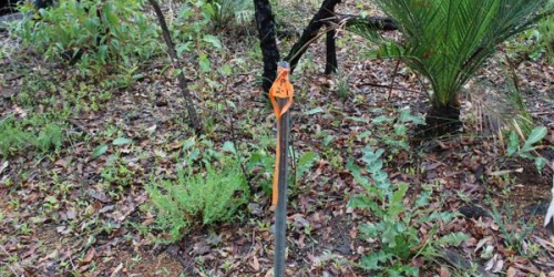 A marked star picket in a forest denoting a research site