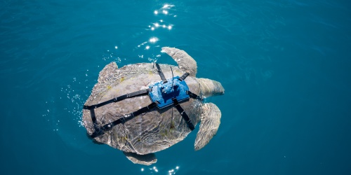 Roeback Bay Turtle research_Tristan Simpson