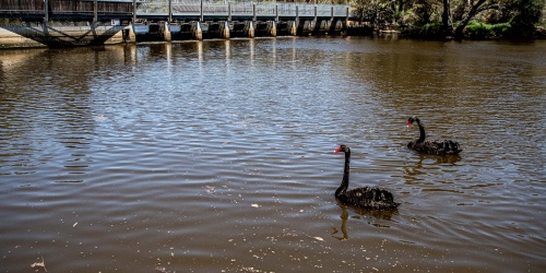 Kent St River swans