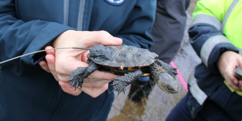 Western swamp tortoise ready for release