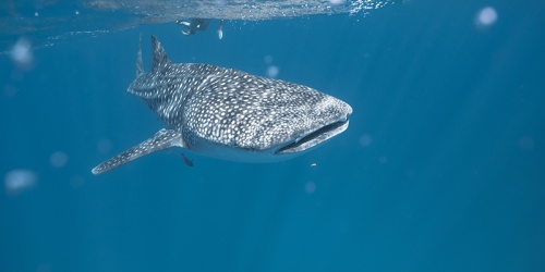 Swimming with whale shark (Rhincodon typus). Photo Tourism Western Australia