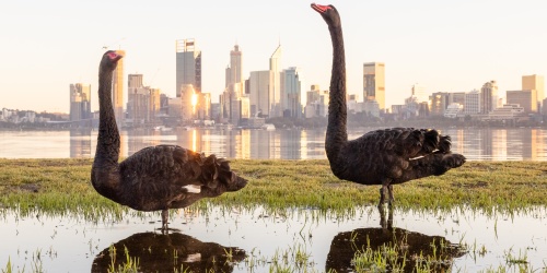 South Perth Swans, Photo Veronica McPhail