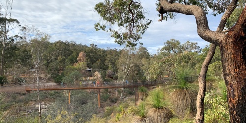 Artists impression of the walkway across Glen Brook in John Forrest National Park