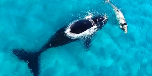 SOuthern right whales. Photo by Peter Nicholas/DBCA