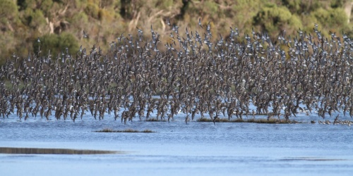Migratory waders taking flight off Lake Mclarty. Photo by Bob Paterson