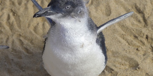 Little penguin. Photo by Samille Mithcell/DBCA