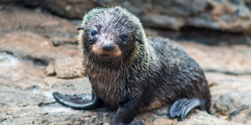 Seal pup on Salisbury. Photo by Andy McGregor/ETNTAC