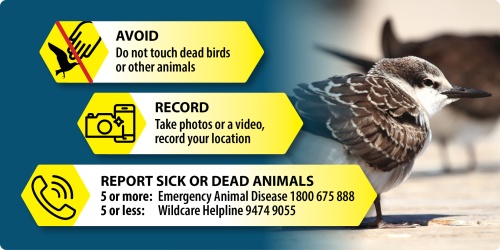 H5 Avian bird flu