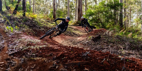 Destination Pemberton mountain bike trail. Photo by FLOW