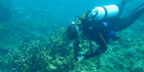 DBCA Research Scientist Tahlia Bassett conducting surveys of coral juvenile density and coral cover to monitor recovery at Bills Bay. Photo: DBCA 