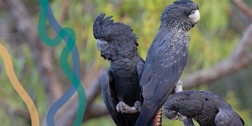 Biodiversity Conservation Framework cover extract showing a family of red-tailed black cockatoos (Calyptorhynchus banksii).  Photo by Mark Davidson/DBCA