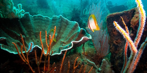 Underwater in the Exmouth gulf. Photo by Oceanwise