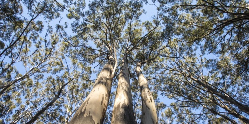 Image of trees taken from below canopy