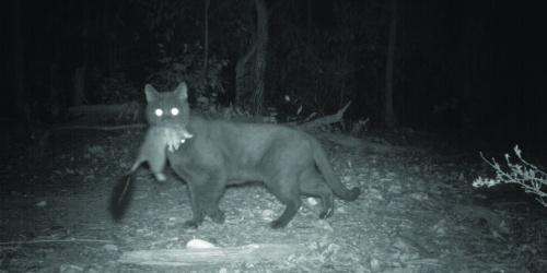 Feral cat caught on camera with a brush-tailed phascogale (Phascogale tapoatafa). Photo – DBCA 