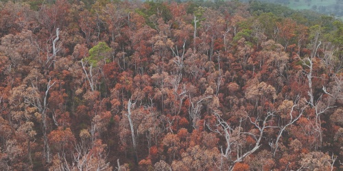 Djarraly (Eucalyptus marginata) or jarrah die-off between Kirup and Donnybrook. Photo – Joe Fontaine/Murdoch University 