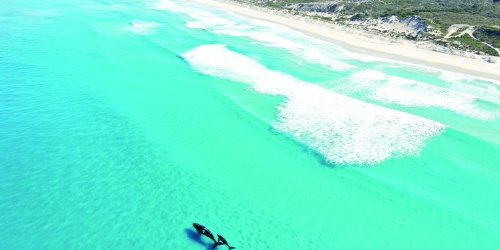 Two whales in the ocean off Cape Arid National Park, close to the beach 