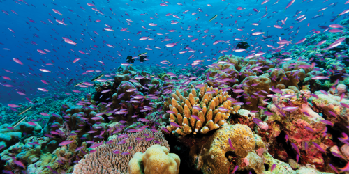 Highly diverse coral reefs of the Rowley Shoals. Photo – Matt Kleczkowski 
