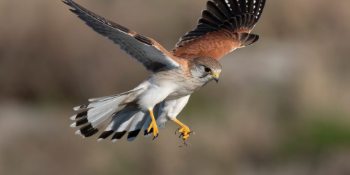 Australian kestrel flying in the air (Falco cenchroides). Photo – Mark Davidson