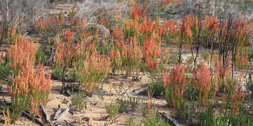 Glandular raspwort (Haloragodendron glandulosum). Photo - Rob Davis/DBCA