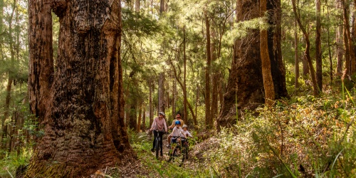 People stood on trail under giant trees holding bicycles