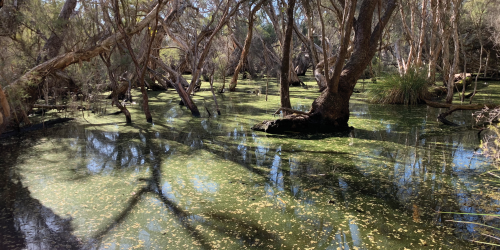 Image of native swamp paperbark (Melaleuca rhaphiophylla) 
