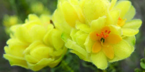 Geleznowia narcissoides flowers are reminiscent of daffodils. Photo – Kelly Shepherd/DBCA 