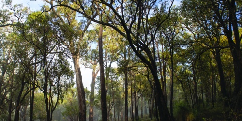 Jarrah forest. Photo – Cliff Winfield 