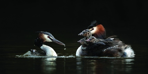Family of ducks on the water