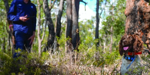 Alice the dog sitting in the forest with her handler