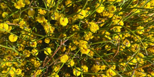 Flowers of the tangle wattle (Acacia volubilis)