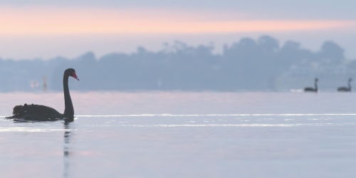 Black swans on the Swan River. Photo – Sue Harper