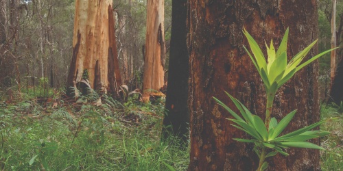 Majestic boorn of the south-west kari forest. Photo – DBCA