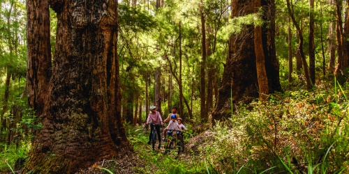 People riding bikes in a trail under canopy of giant tingle and karri trees