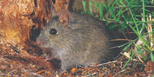 Heath mouse (Pseudomys shortridgei). Photo – Jiri Lochman 