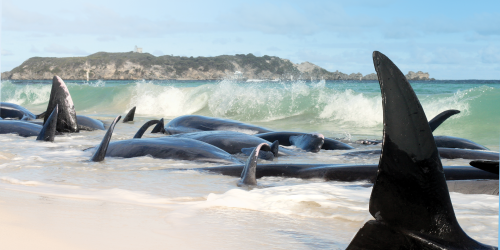 Stranded whales on the beach. Photo - Marc Russo