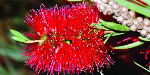 Callistemon phoenicus showing bright red brush-like flowers. Photo – Jean and Fred Hort